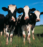 Three Cows